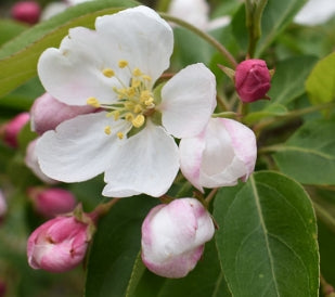Malus x 'Donald Wyman' (pink-white) (CG)