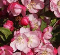 Malus x 'Coralburst'®