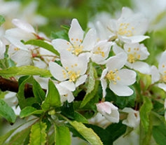 Malus tran. Golden Raindrops® (white)