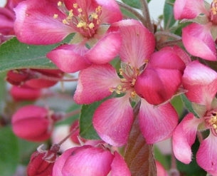 Malus 'Weepcanzam' CANDIED APPLE (CG) (pink)