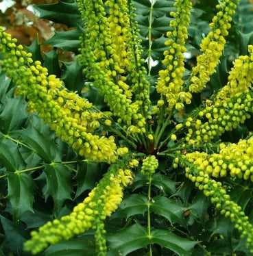 Mahonia x media 'Winter Sun'