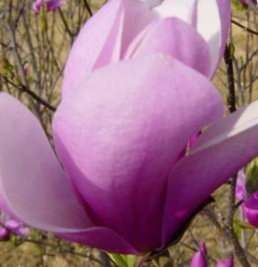 Magnolia x. 'Jane' (purple)