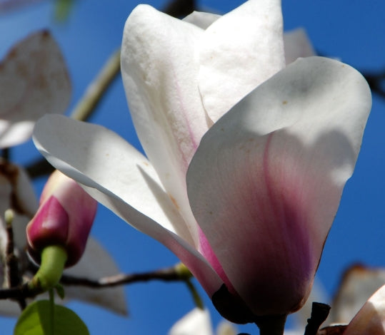Magnolia x soul. 'Jon Jon' (white)