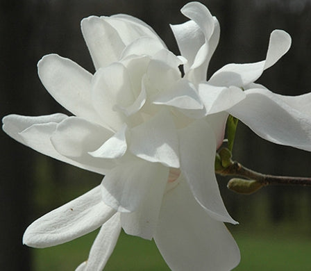 Magnolia x loeb. Spring Welcome® 'Ruth'  (white)