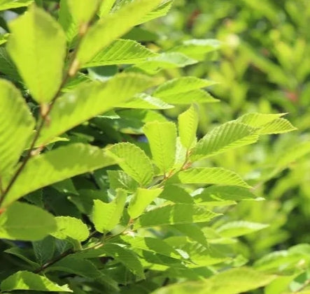 Carpinus b. 'Fastigiata'
