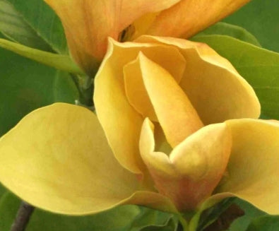 Magnolia x brooklynensis 'Judy Zuk'