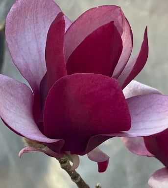 Magnolia x 'Tinkerbelle'