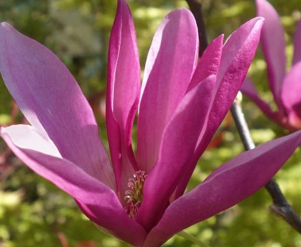 Magnolia x 'Susan' (purple) (CG)