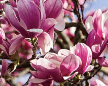 Magnolia x 'Jane' (purple) (BBP)