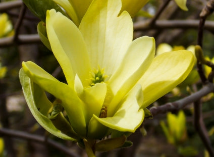 Magnolia x 'Butterflies' (yellow) (CG)
