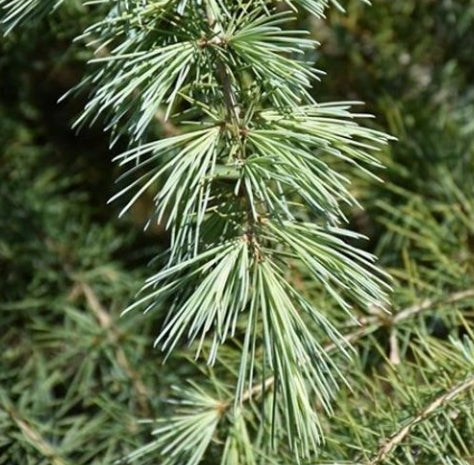 Cedrus d. 'Snow Sprite', Specimen