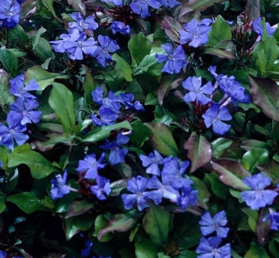Ceratostigma plumbaginoides