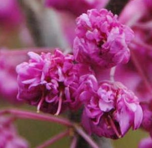 Cercis canadensis 'Pink Pom Poms' PP27630 (pink)