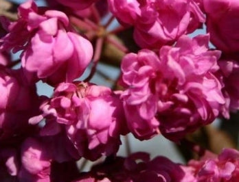 Cercis canadensis (pink) (CG)