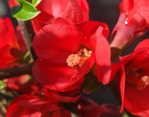 Chaenomeles 'Scariff's Red'