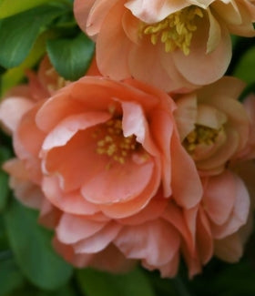 Chaenomeles japonica 'Cameo' (apricot)