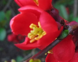 Chaenomeles japonica 'Texas Scarlet' (red)