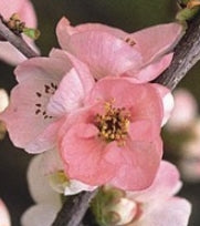 Chaenomeles japonica 'Toyo Nishiki' (pink)