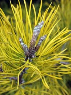 Pinus v. 'Wates Golden'