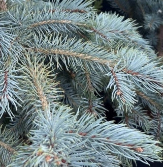 Picea pungens 'Baby Blue Eyes'  (BBP)
