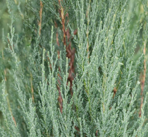 Juniperus v. 'Blue Arrow' (CG) 5 BALL
