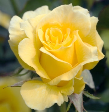 Rosa flor. 'Sun Flare' (yellow)