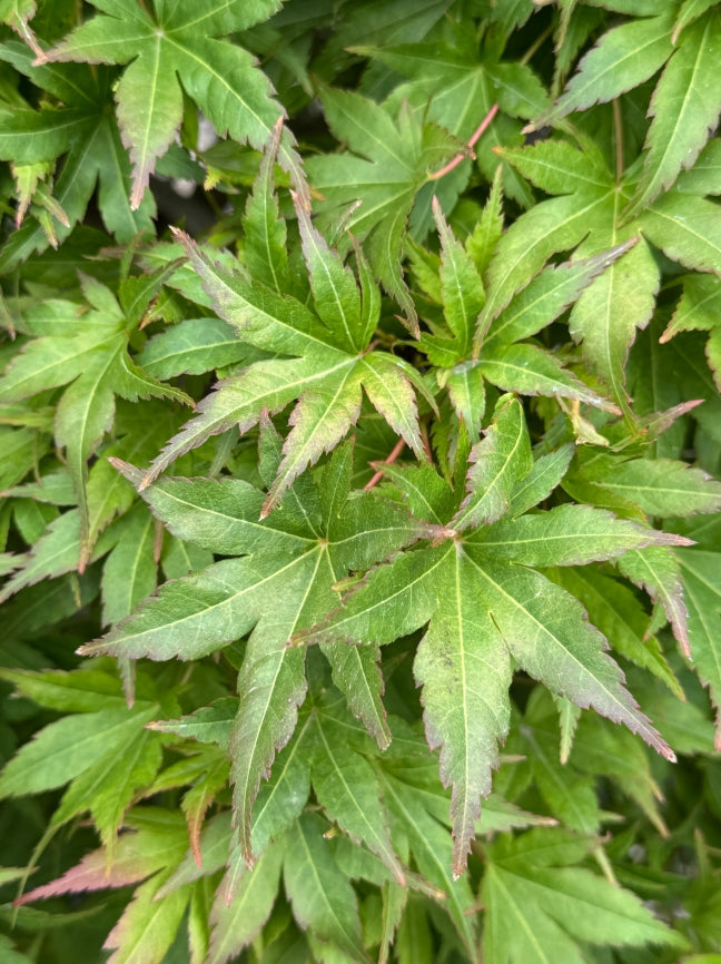 Acer palmatum 'Aoba jo' (DWARF) (CG)