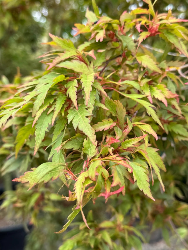 Acer palmatum 'Beni hagoromo'