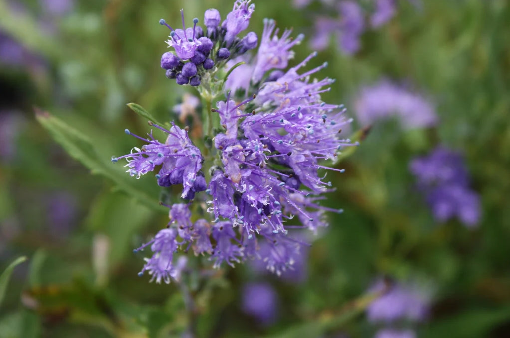 Caryopteris x clan. 'Dark Knight'