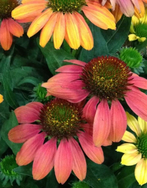 Echinacea p. SOMBRERO® 'Hot Coral' PP23097 (coral)