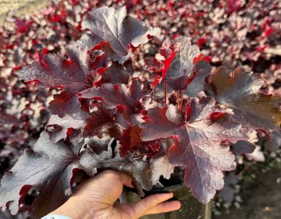 Heuchera 'Black Beauty' PP13288