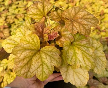 Heuchera 'Champagne'