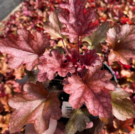 Heuchera 'Peach Flambe' PP17195