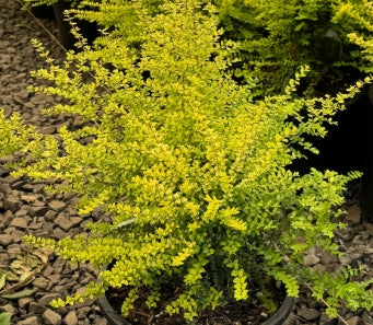 Lonicera nitida 'Baggesen's Gold'