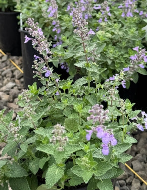 Nepeta 'Picture Purrfect'