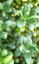 Ilex cr. 'Green Island'