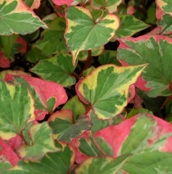 Groundcover, Houttuynia cordata 'Chameleon'- 25 per flat