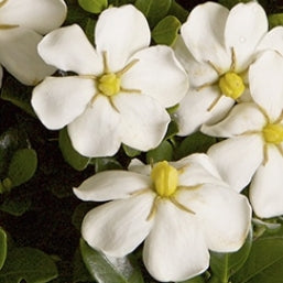 Gardenia jasminoides ScentAmazing® PP27601