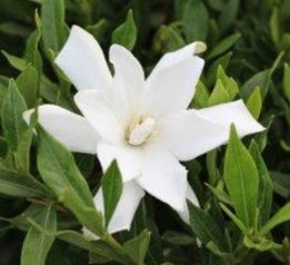 Gardenia jasminoides 'Frostproof'