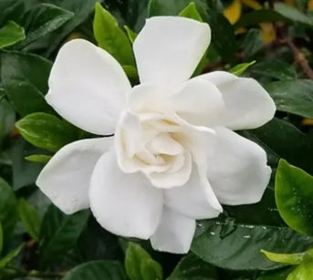 Gardenia jasminoides 'Chuck Hayes'