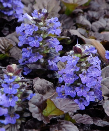 Groundcover, Ajuga reptans 'Black Scallop' PP15815- 25 per flat