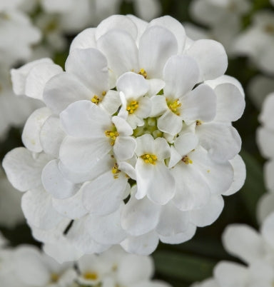 Iberis s. 'Snow Cone'