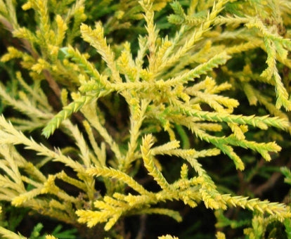 Chamaecyparis p. 'Filifera Aurea Nana'