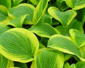 Hosta 'Climax'