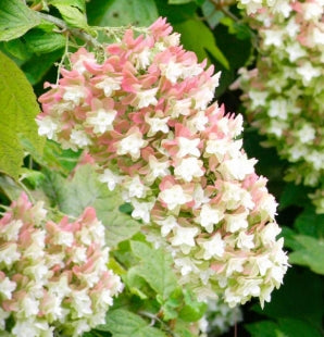 Hydrangea quercifolia 'Snowcicle' (pink-green)