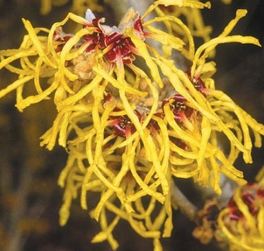 Hamamelis x int. 'Pallida' (CG)