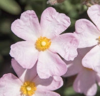 Cistus skanbergii (pink)