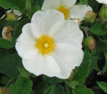 Cistus x 'Hybridus' (white)