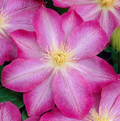 Clematis 'Asao' (pink)