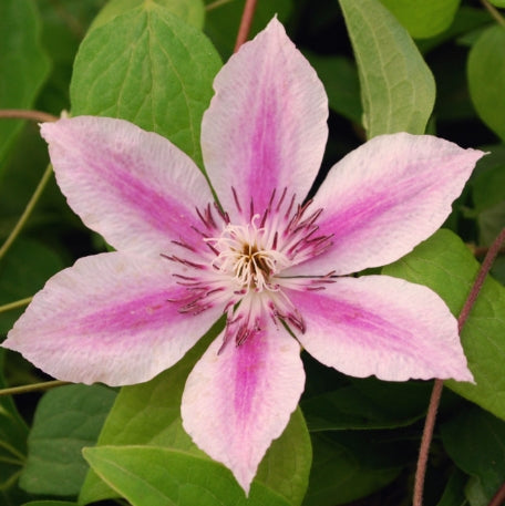 Clematis 'Capitaine Thuilleaux' (pink)